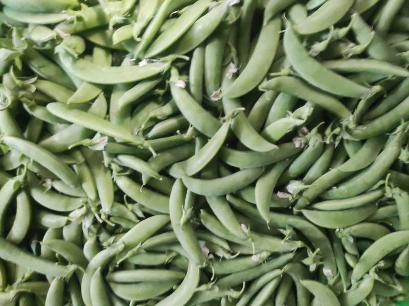 云南精品甜豆产地一手货源品质保证可视频看货