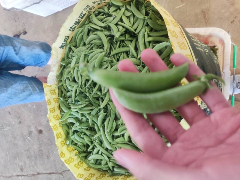 云南精品甜豆产地一手货源品质保证可视频看货