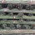 2.2米长96根1梱、用于山药架火龙果支撑架