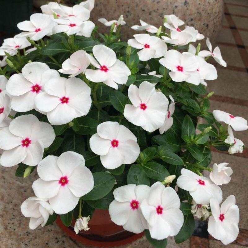 长春花种子花籽日日春种子大量有货品质保证欢迎老板电话联系