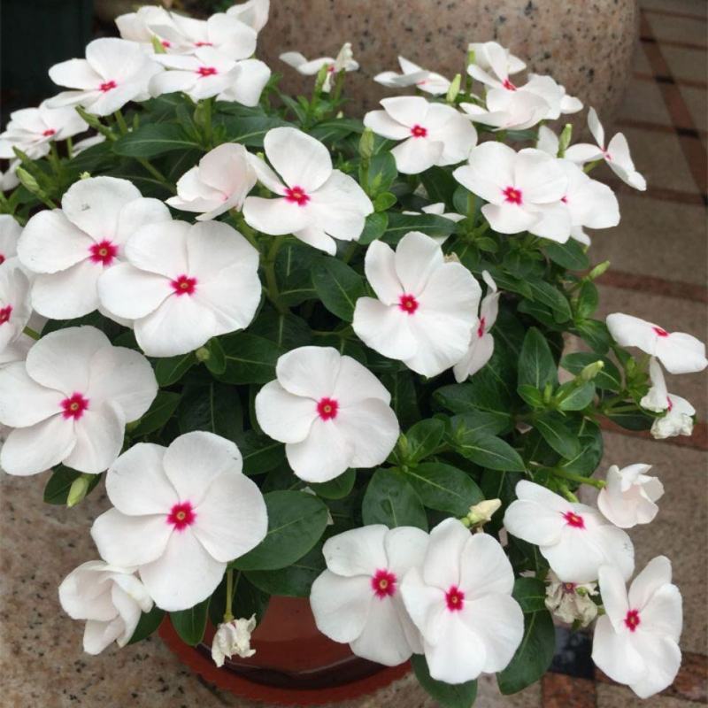 长春花种子花籽日日春种子大量有货品质保证欢迎老板电话联系