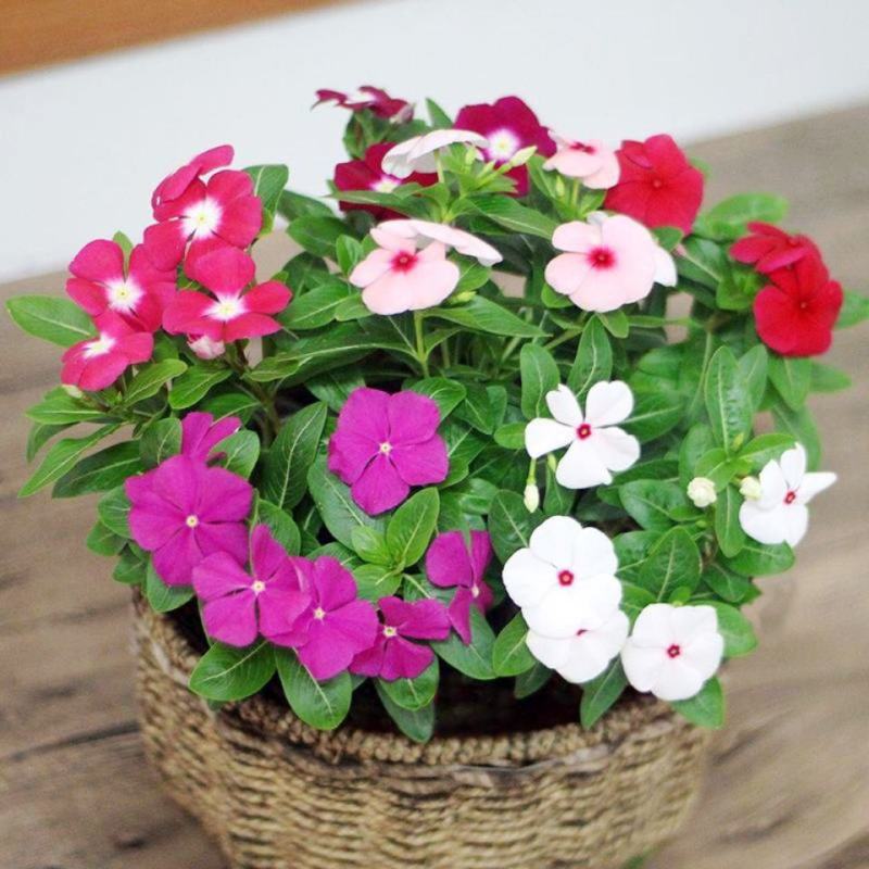 长春花种子花籽日日春种子大量有货品质保证欢迎老板电话联系