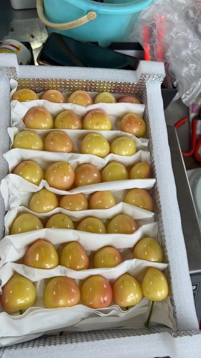 大连佳红黄蜜樱桃硬脆甜大量现货可一件代发
