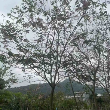 花旗木8-10-12-15分全冠欢迎大家咨询电联采购