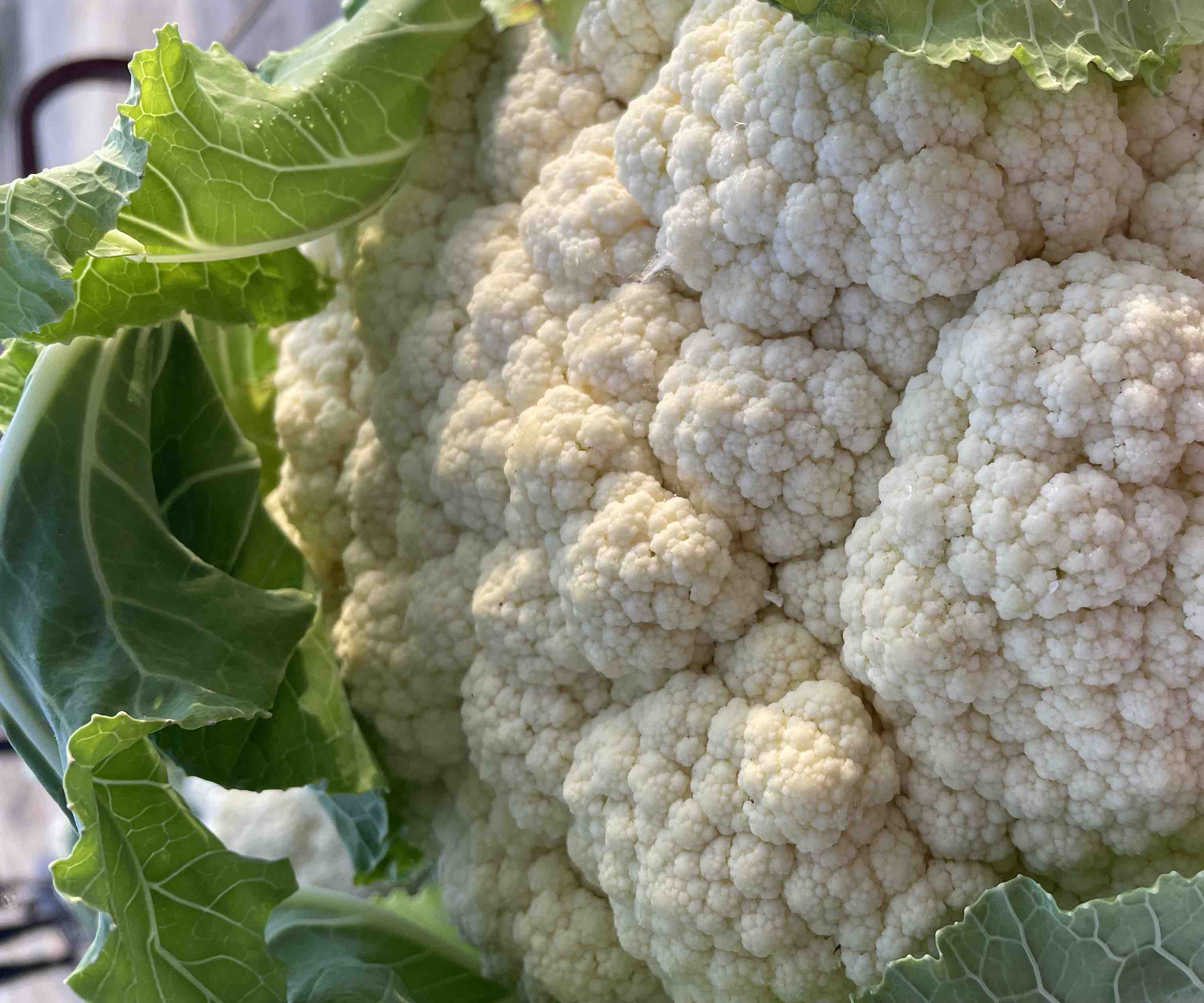 白花菜花与苦菜花植物对比图