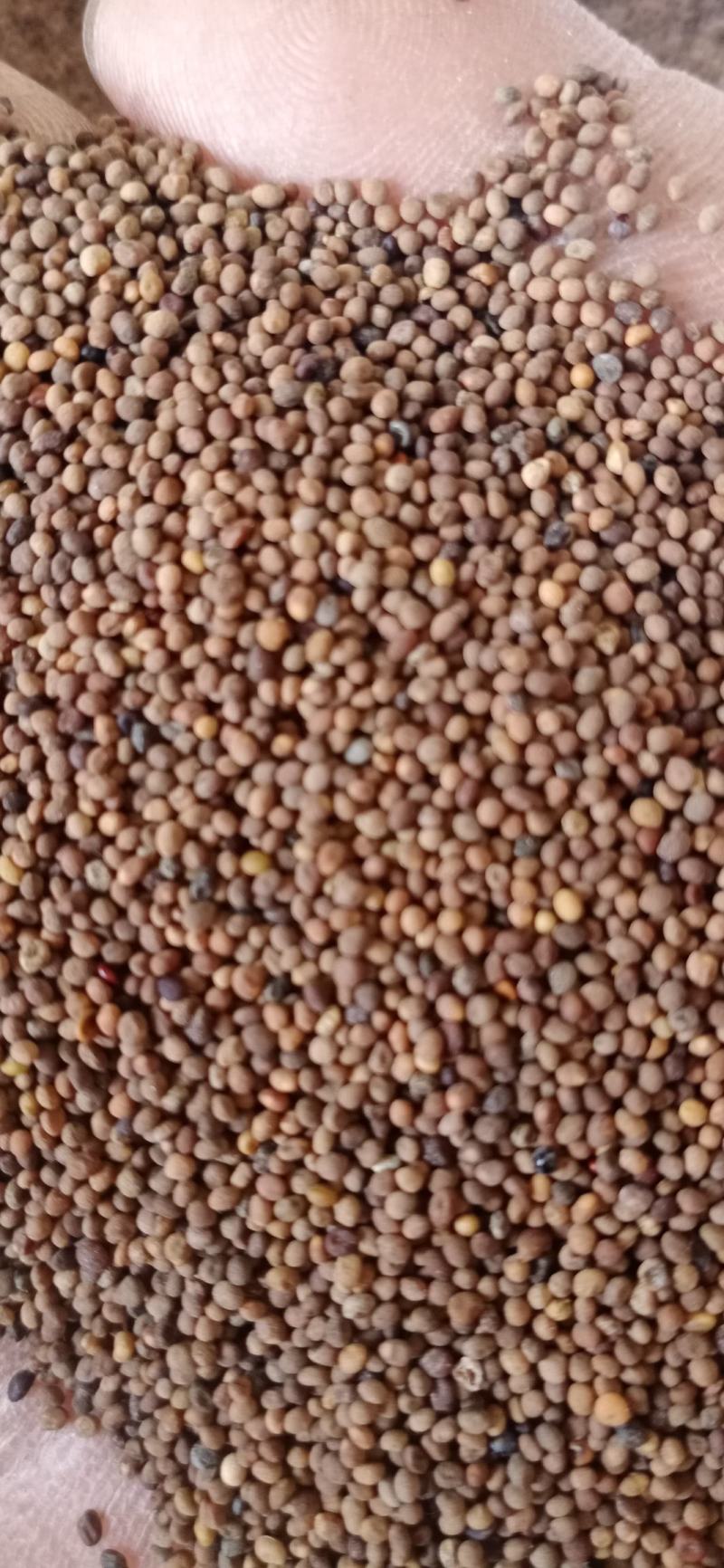 【菟丝子】正品内蒙水洗货.中药材批发.质量保证规格齐全.