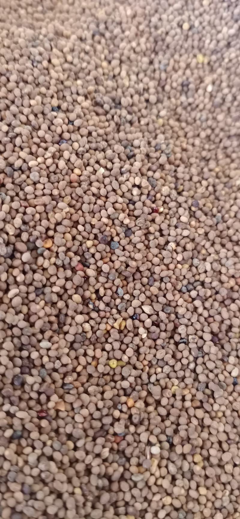 【菟丝子】正品内蒙水洗货.中药材批发.质量保证规格齐全.