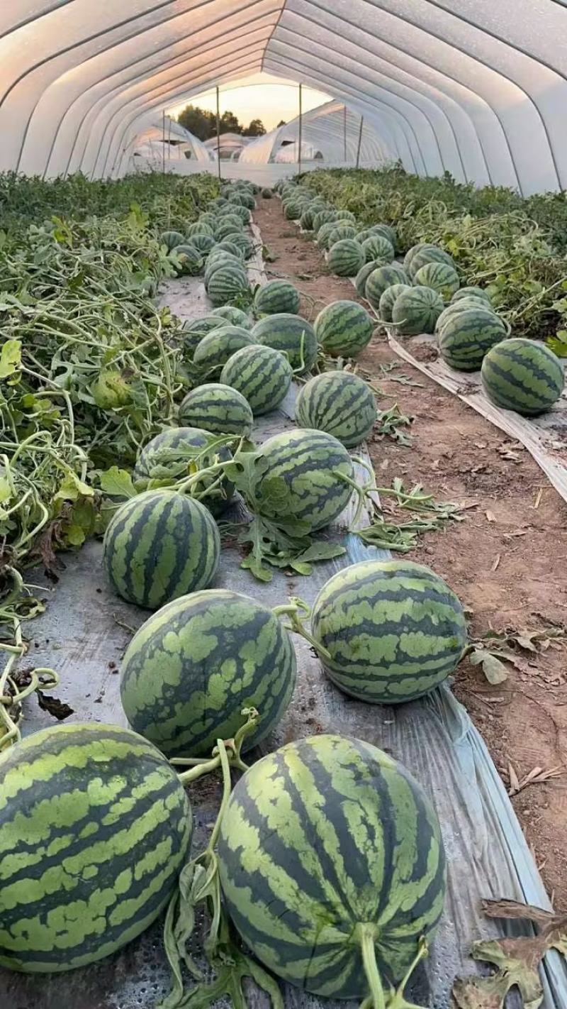 夏邑大棚西瓜糖度高产地直发对接全国市场