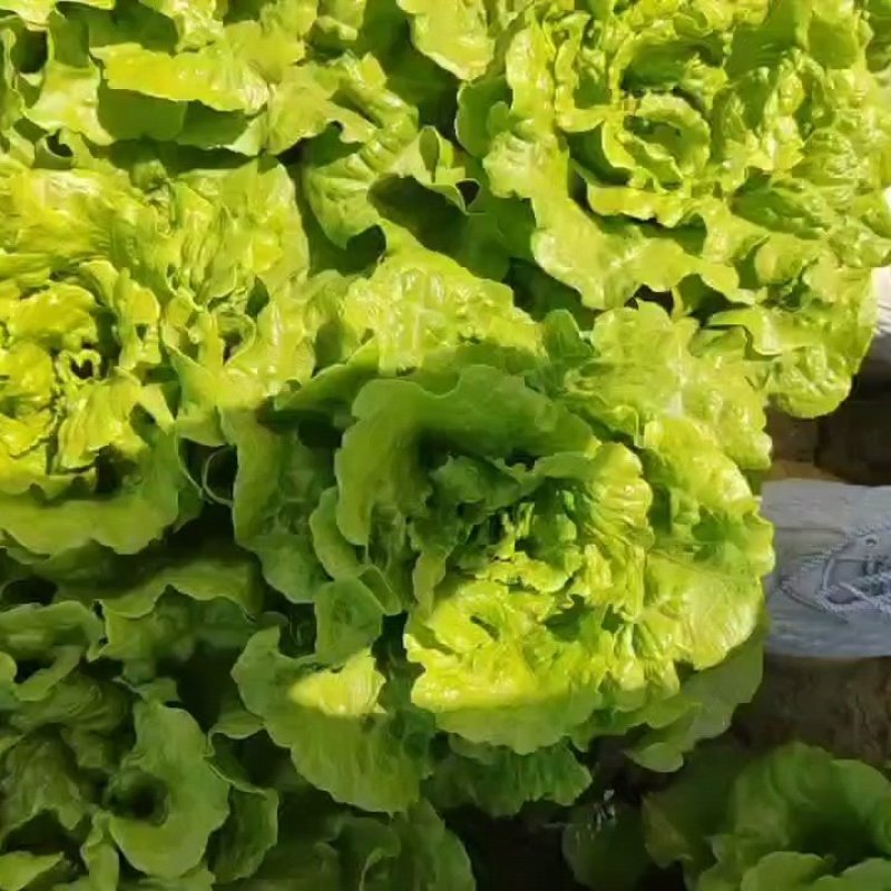 精品生菜生菜质量保证