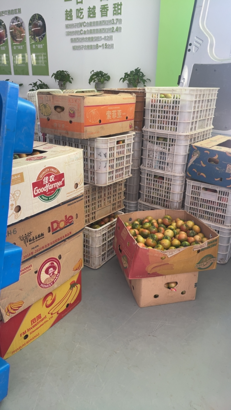 盘锦基地直发碱地柿子自家大鹏