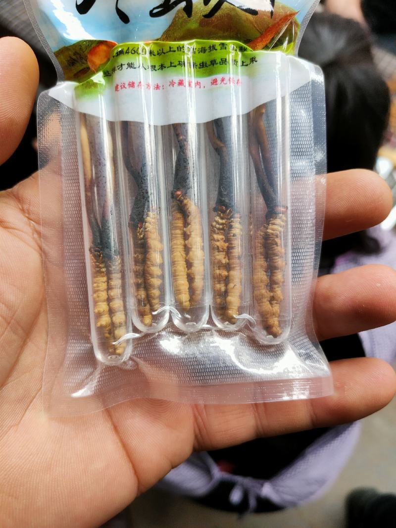 虫草
