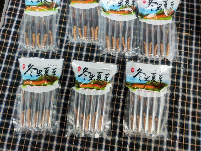 虫草