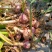 山东聊城沙镇大蒜主产区，优质紫红皮大蒜大量供应