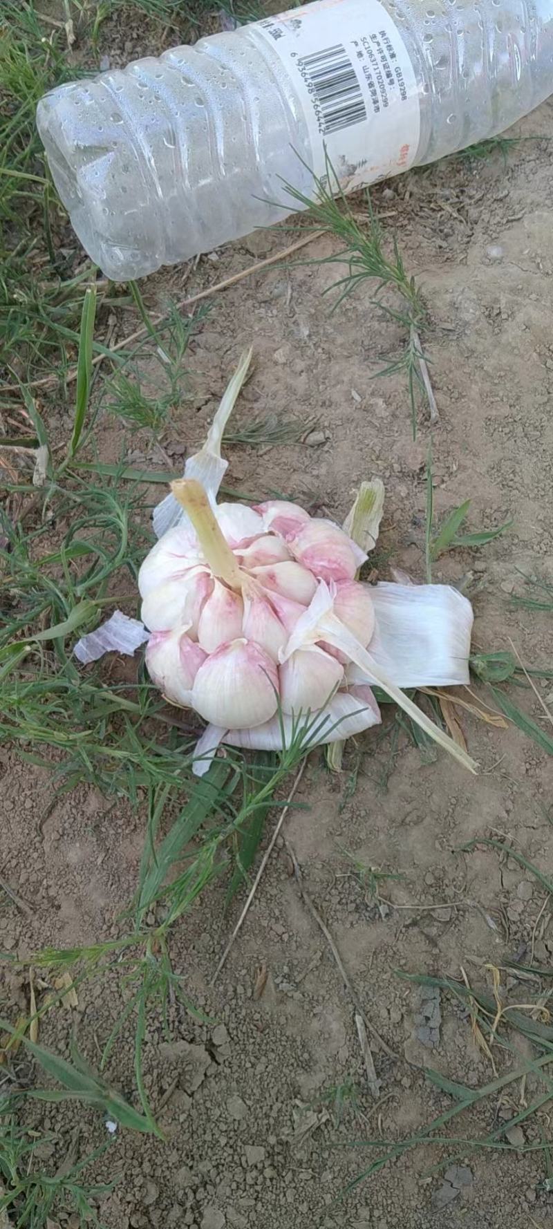 山东聊城沙镇大蒜主产区，优质紫红皮大蒜大量供应