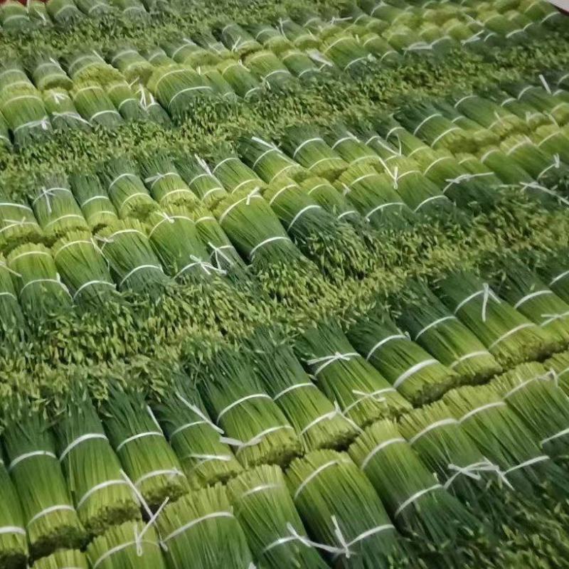 韭菜苔，精品韭苔！各种包装都有，基地一手货源，常年供应！