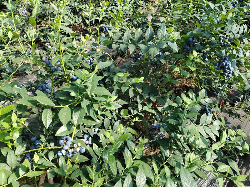 莱克西蓝莓大量上市