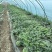 原产地8424美都西瓜大量上市欢迎新老顾客来订购批发