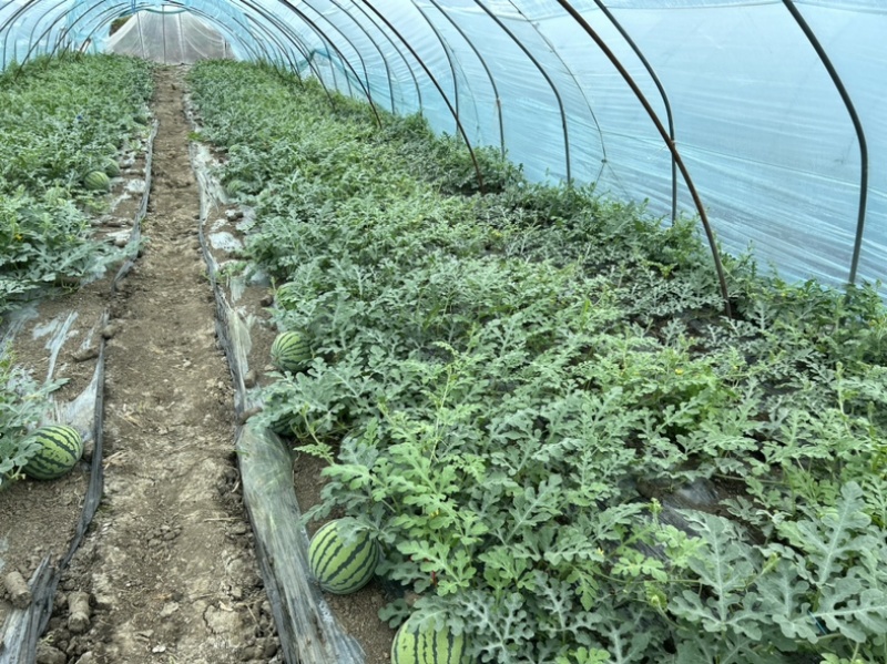 原产地8424美都西瓜大量上市欢迎新老顾客来订购批发