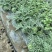 原产地8424美都西瓜大量上市欢迎新老顾客来订购批发