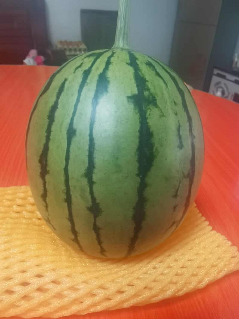 陕西蒲城小糖丸吊蓝西瓜