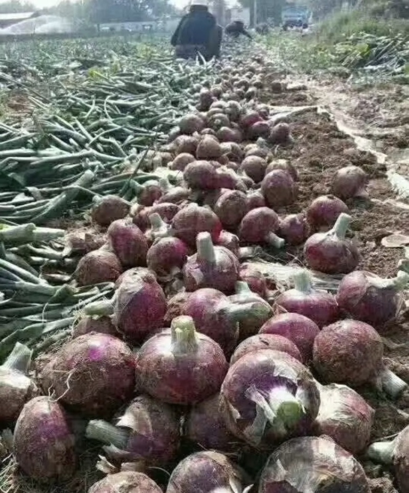二红洋葱洋产地直发量大从优一手货源诚信代办