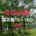蓝花楹15～18分