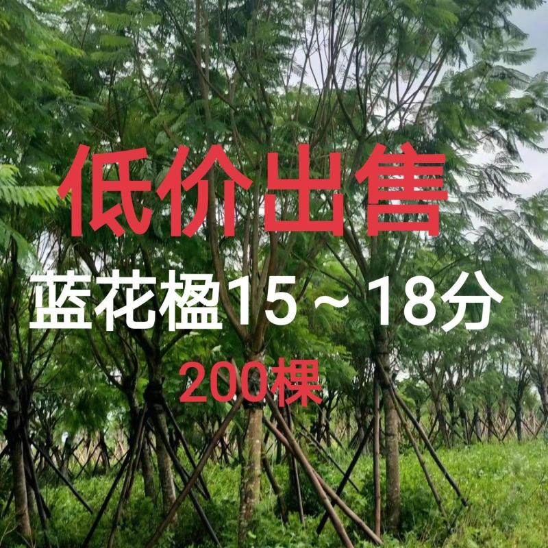 蓝花楹15～18分