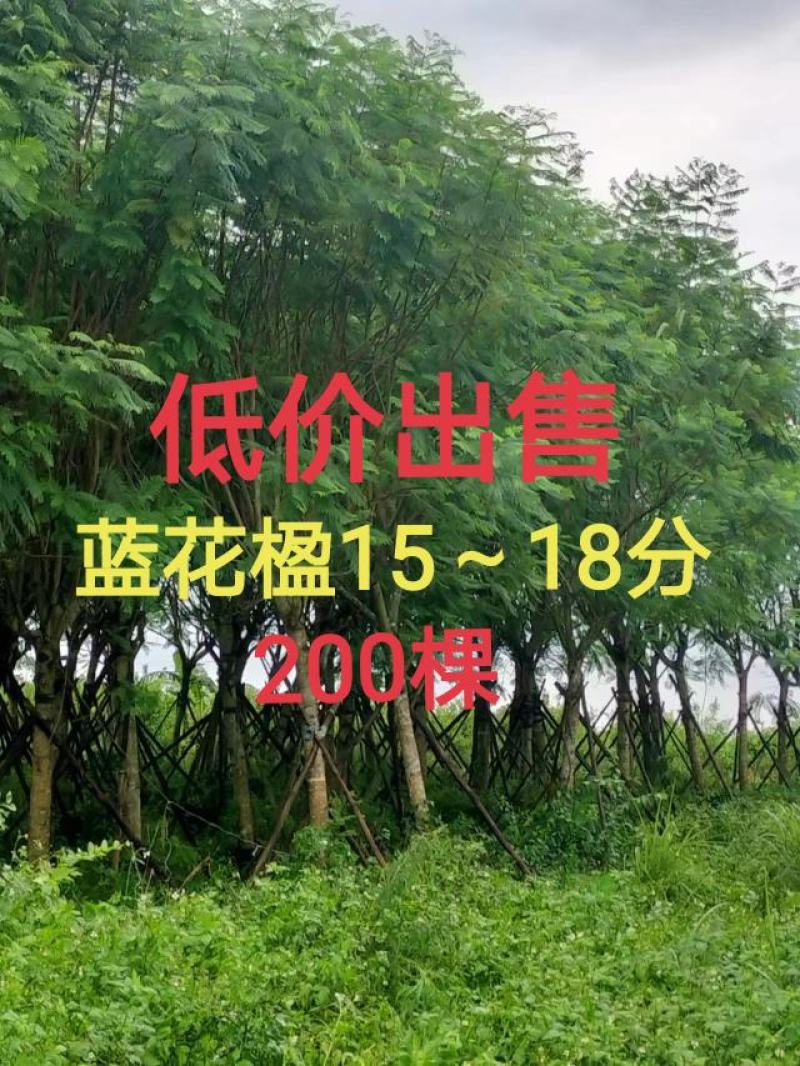 蓝花楹15～18分