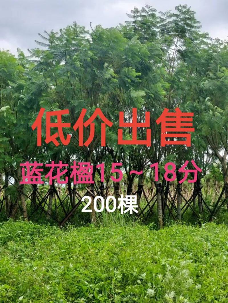 蓝花楹15～18分