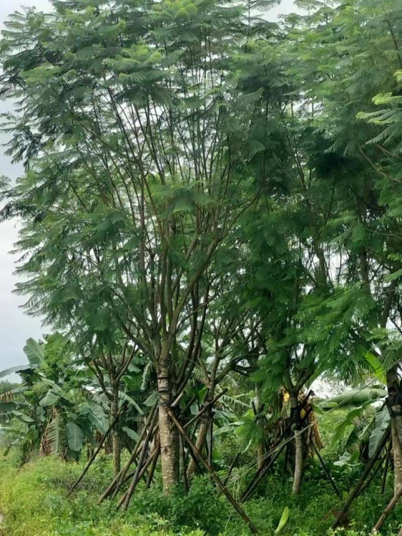 蓝花楹15～18分