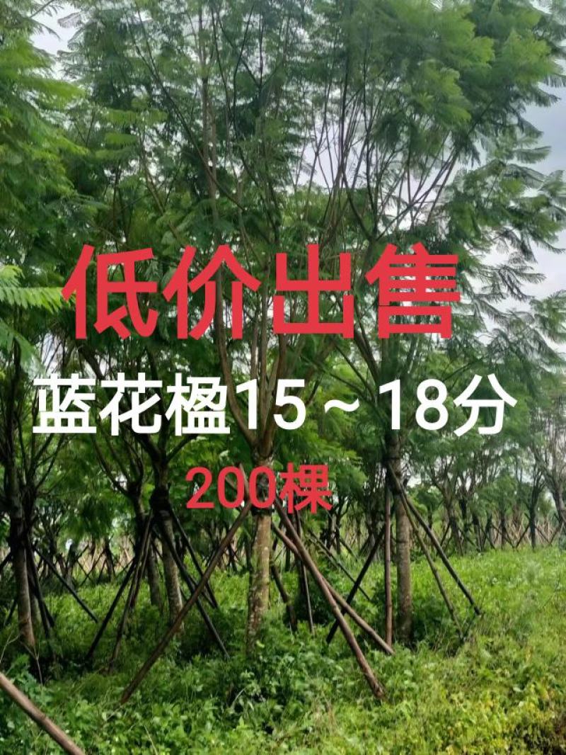 蓝花楹15～18分