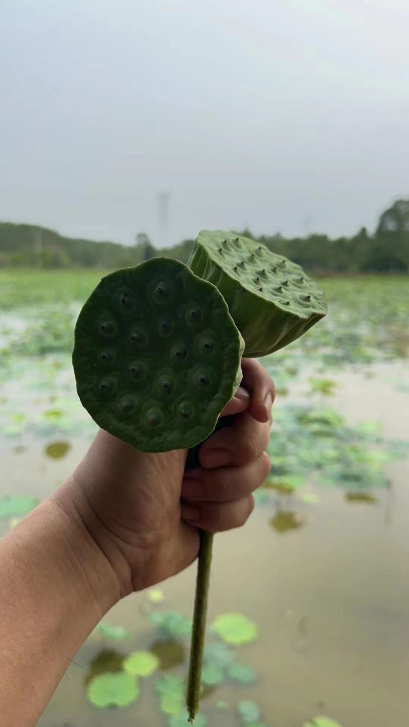 [推荐]海南临高县精品草莲莲子鲜莲蓬，水果莲