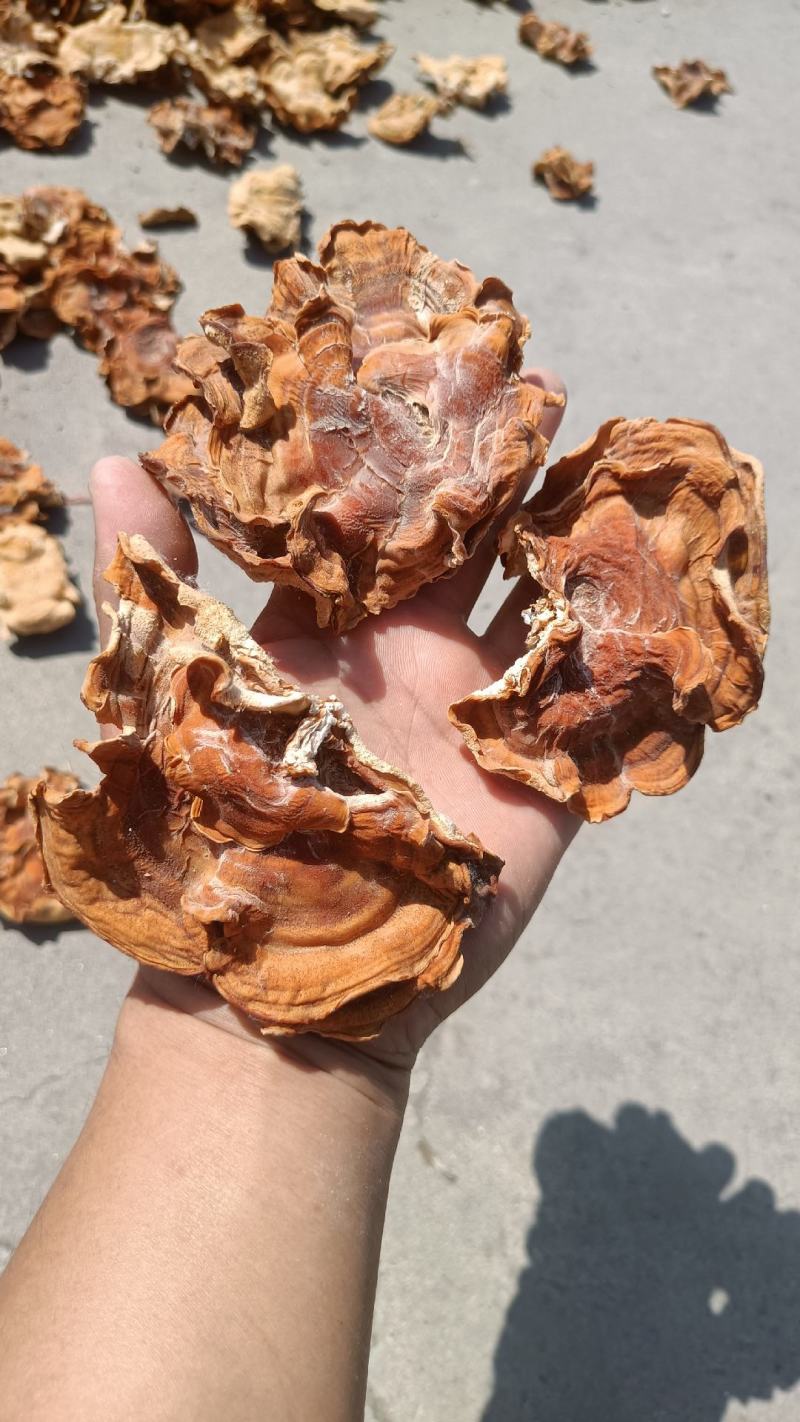 俞耳榆耳菌，榆耳产地批发零售干品