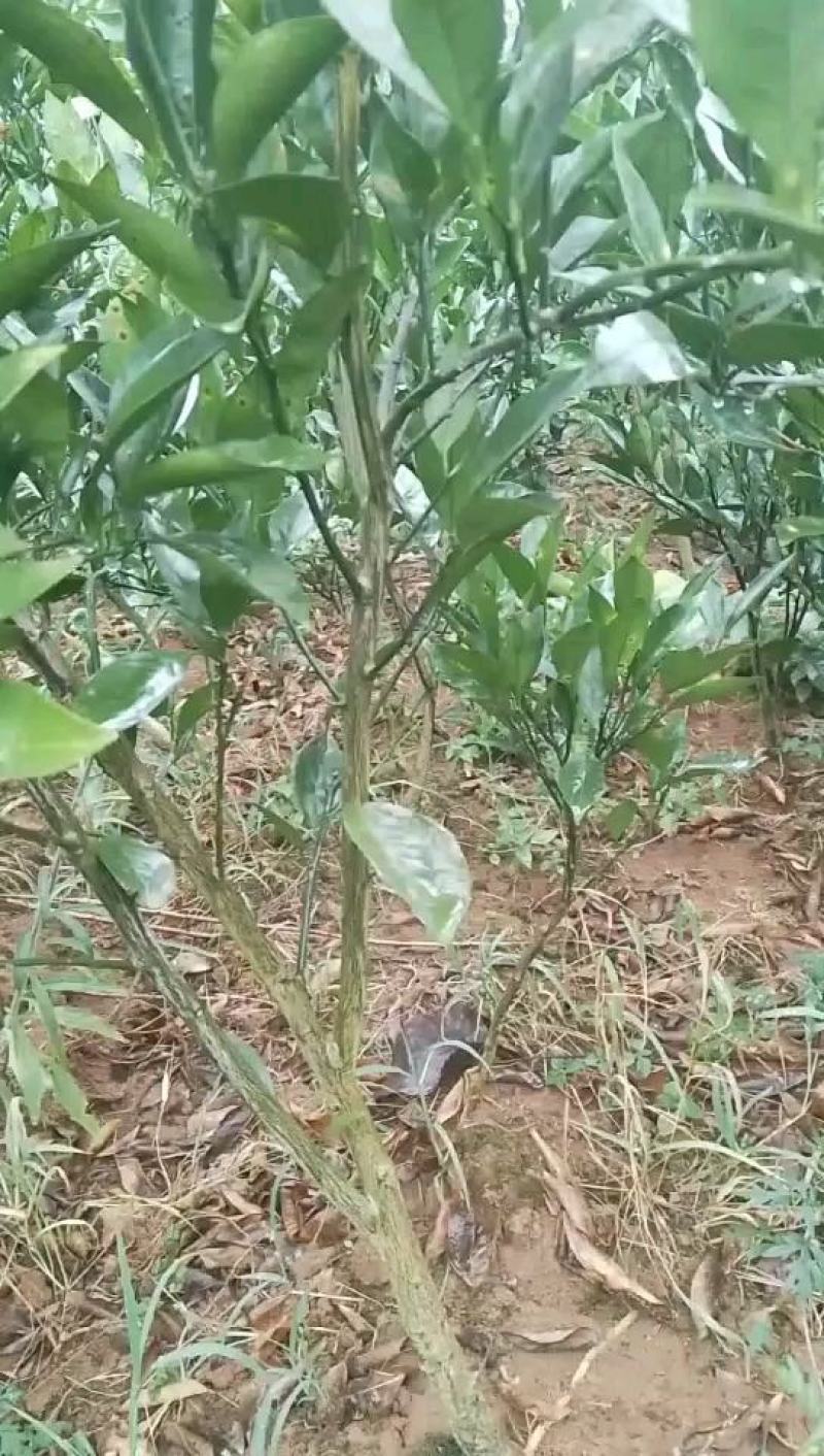 各种水果苗