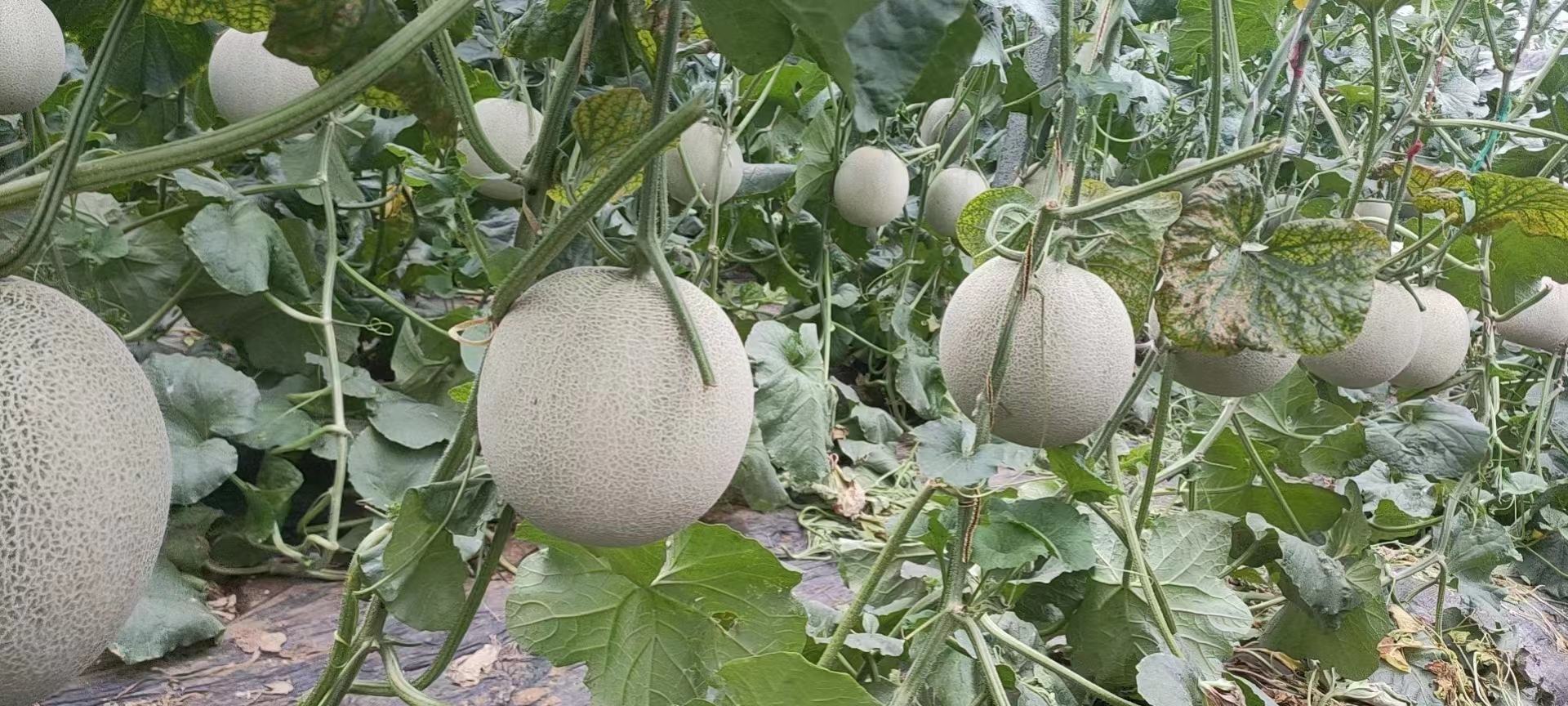 哈密瓜藤蔓在田间地头的生长状态