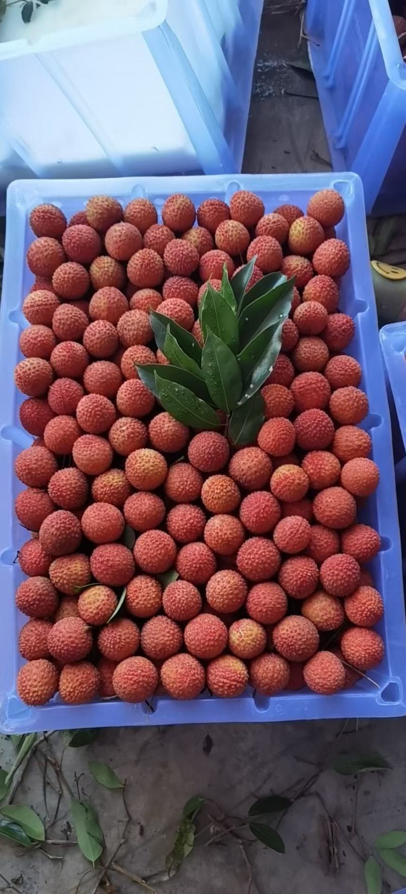 陆丰乌叶，桂味，凤花荔枝代办