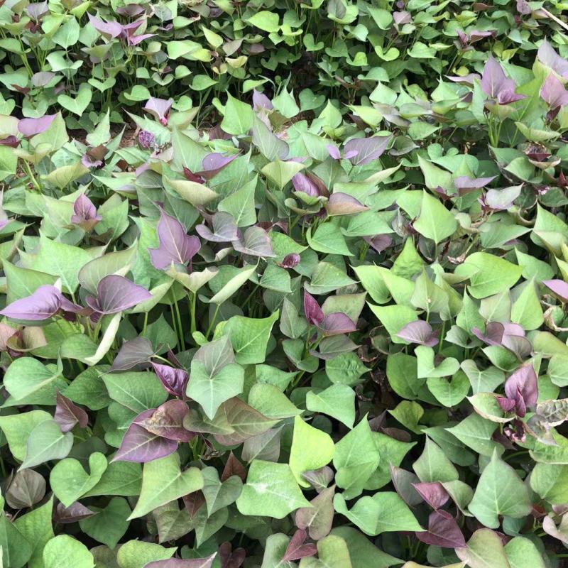 西瓜红红薯苗，普薯32西瓜红大田苗，普薯32红薯苗，脱毒