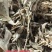 艾叶野生大白艾叶手选精品艾叶(纯叶无黄叶枝杆杂草)