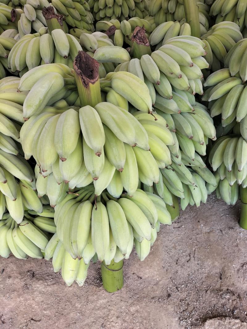 精品芭蕉香蕉云南水果热带季节八成熟形状好价格也实惠