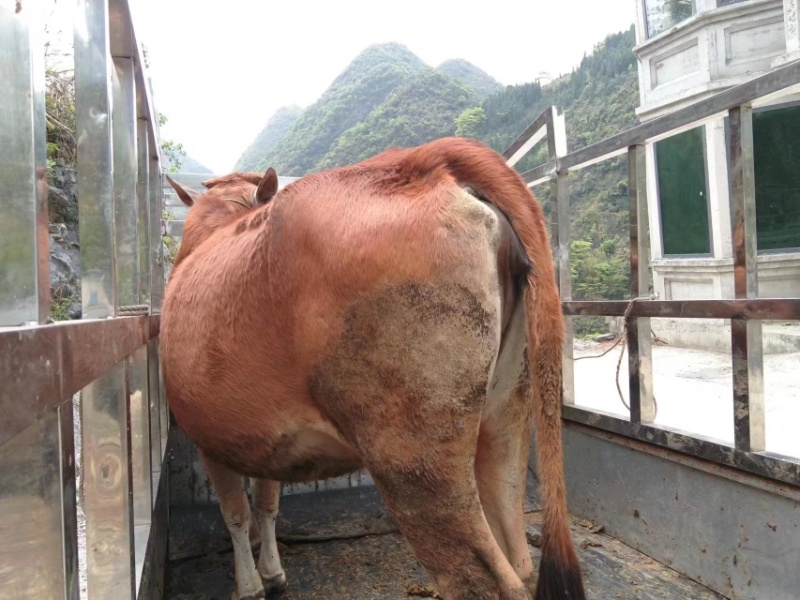 黄牛