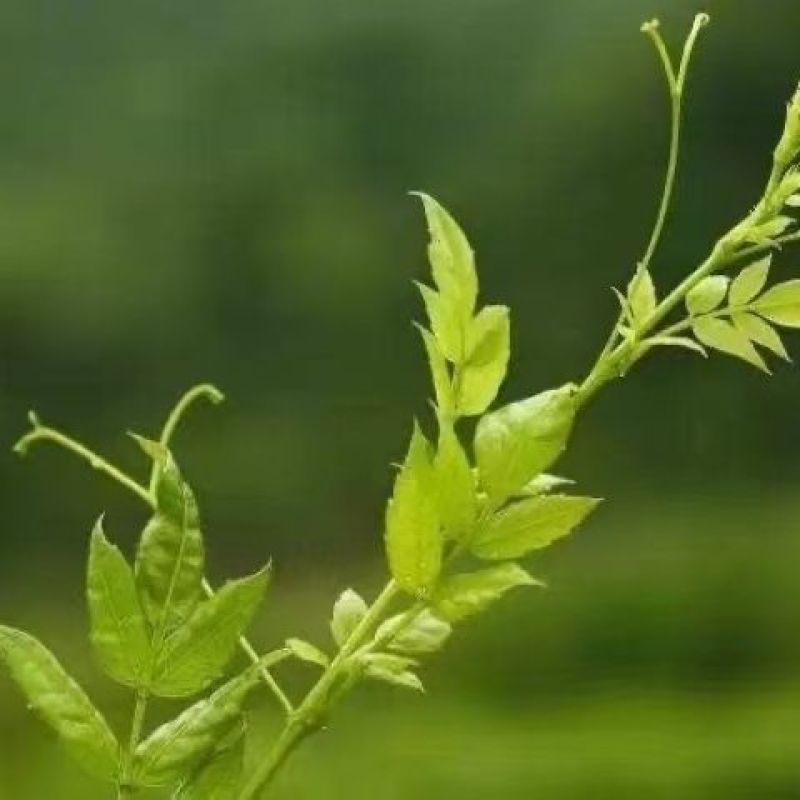 藤茶，莓茶