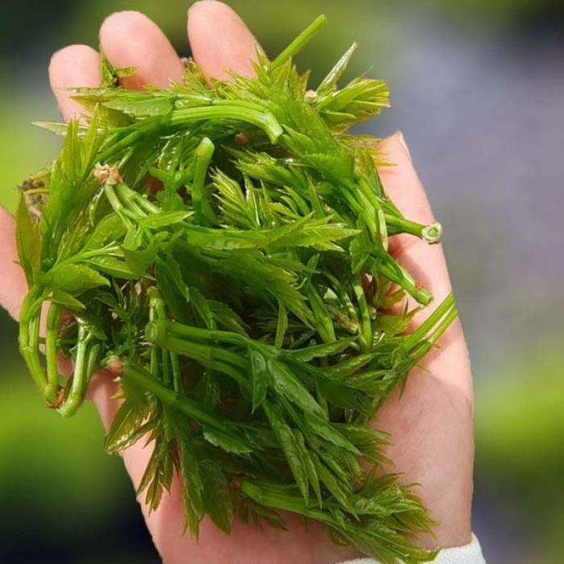 藤茶，莓茶