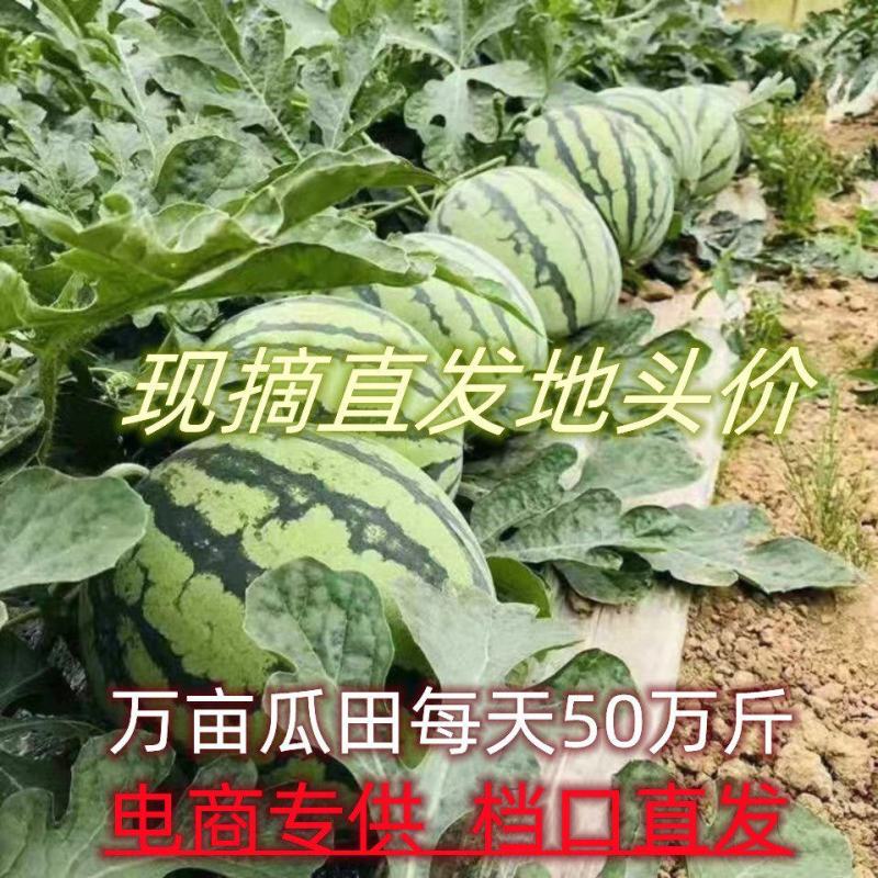 【热卖】8424西瓜新鲜上市，基地直供现摘现发