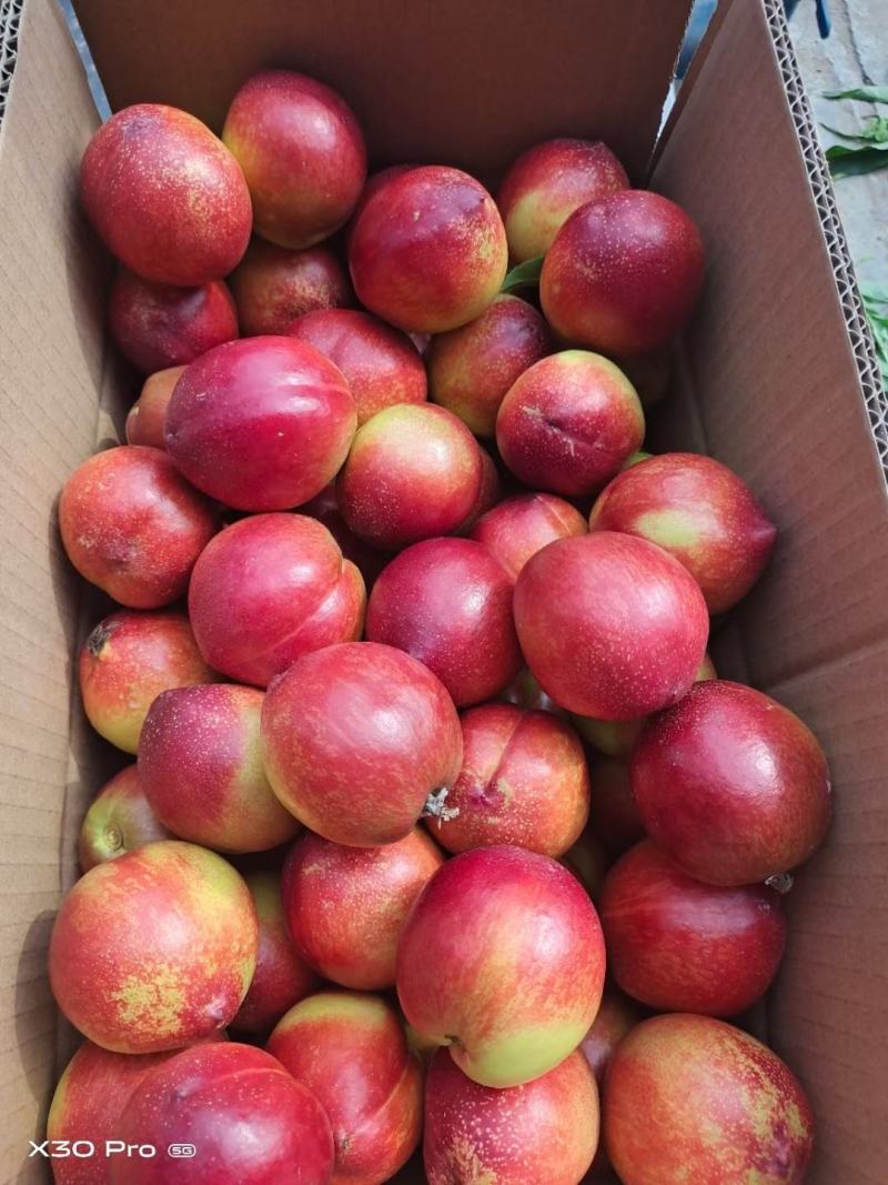 产地直供中油系列油桃，按需包装分拣，视频看货