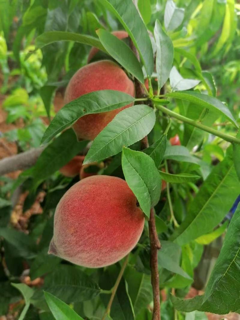新鲜桃子，种植面积大，口感香甜，欢迎新老客户前来选购