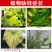 糖醇锌叶面肥，叶绿增厚，色泽鲜靓吸收好增加产量提高品质