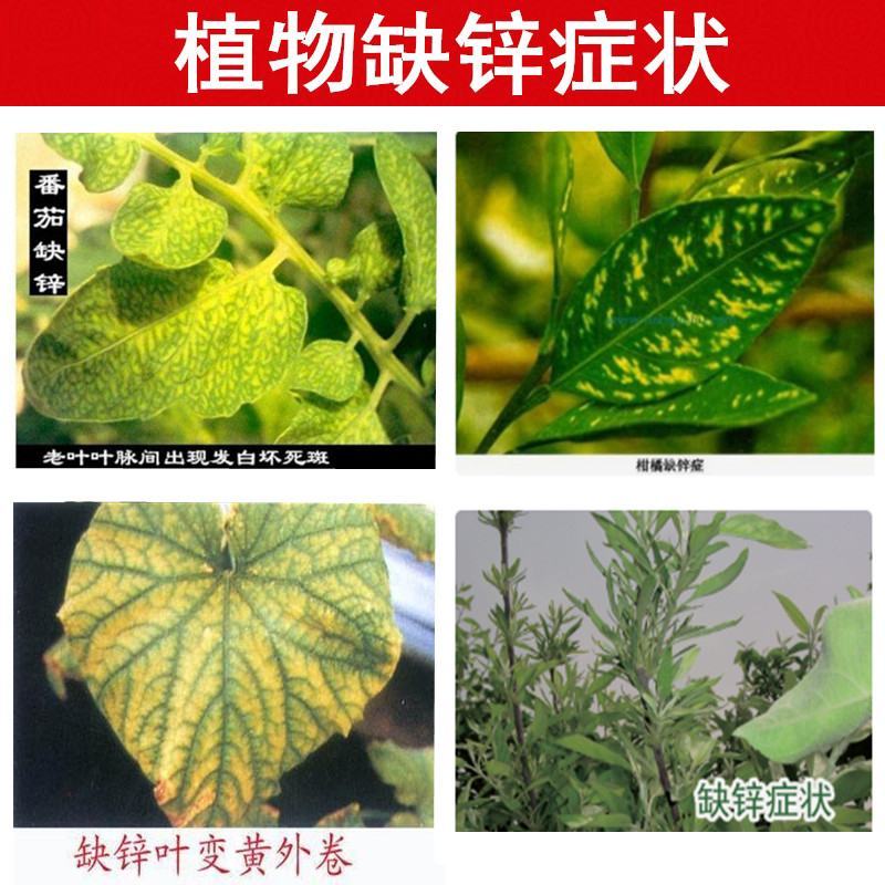 糖醇锌叶面肥，叶绿增厚，色泽鲜靓吸收好增加产量提高品质