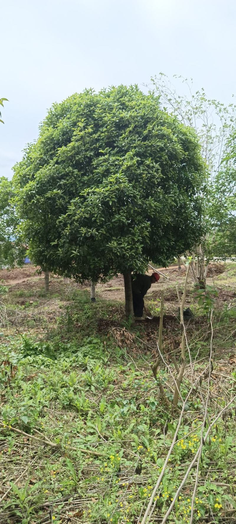 桂花