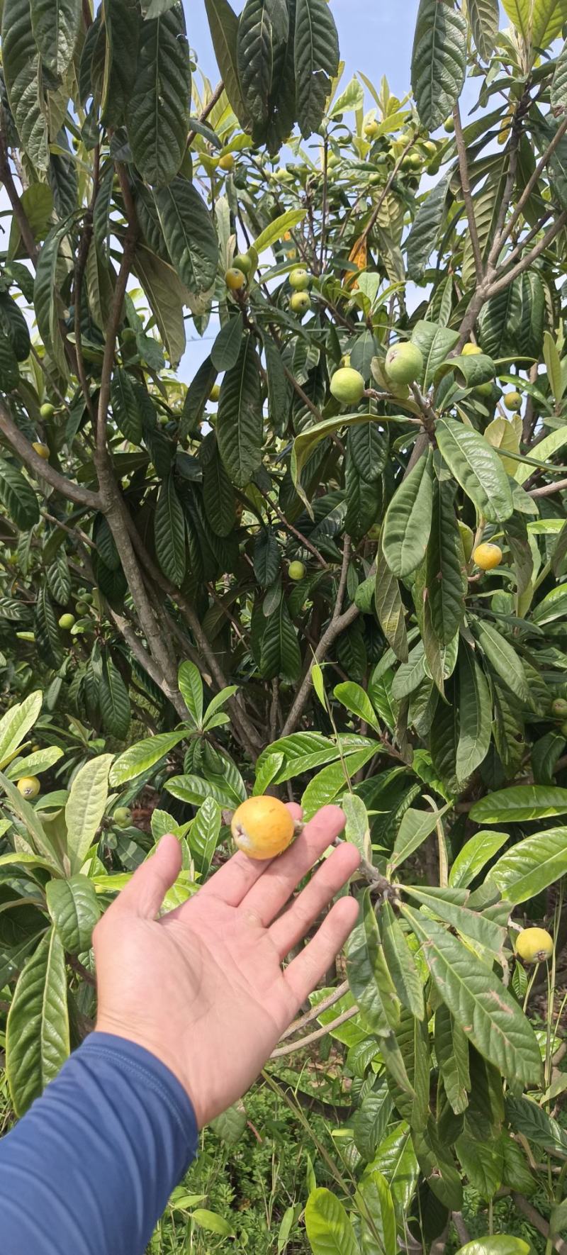 枇杷树