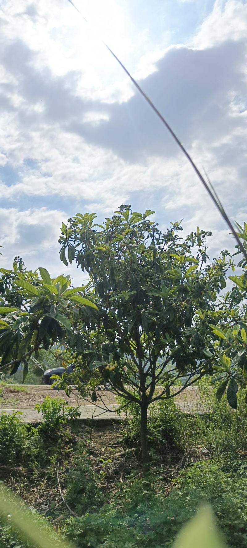 枇杷树